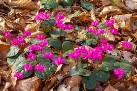 photograph of a cyclamen plant with cardioid shaped leaves