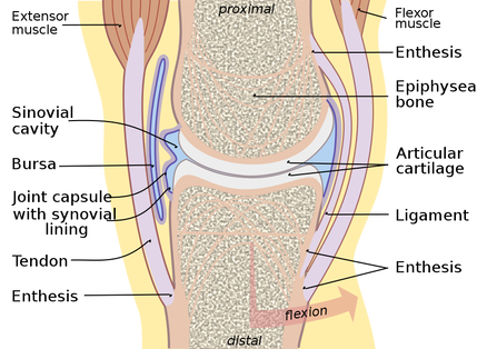 Cross section diagram of a joint illustrating different tissue types.
