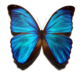 Photograph of a blue morpho butterfly