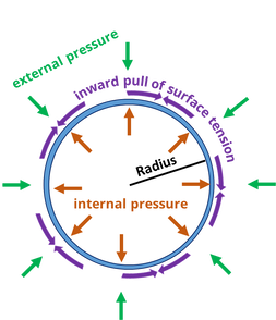 Diagram of the forces acting on a spherical balloon