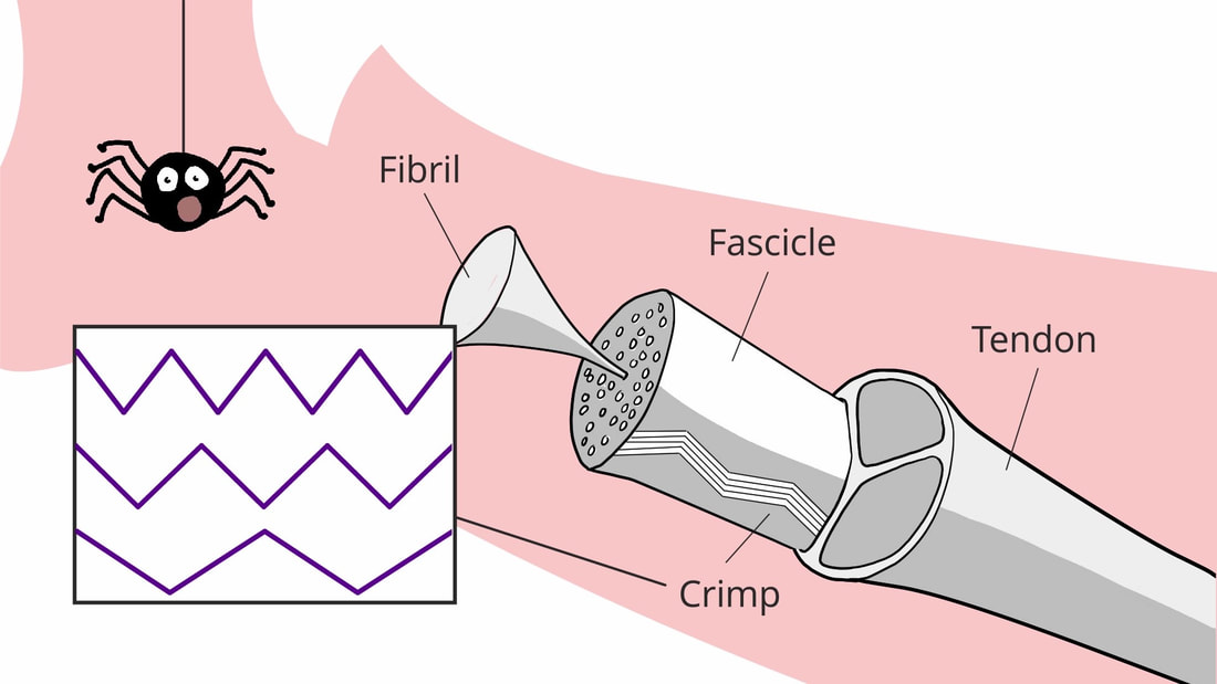 Schematic exploded diagram of a tendon, showing fascicles and fibrils.  Inset: Line zigzag representing crimped fibrils and a surprised looking spider.